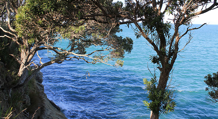 Pinecrest Drive Reserve - View through tree branches to the sea below. Photo credit: M Loubser.