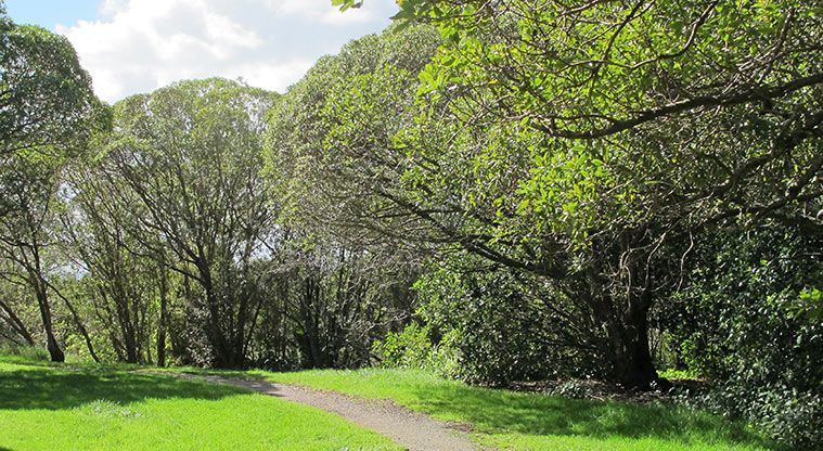 Point View Reserve - Open grassed space and a track leading into the bush.