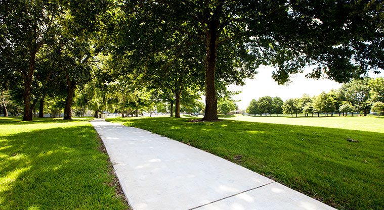 Otaawhati / Ray Small Park - Path through the trees. Photo credit: Theo Leach.