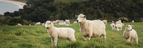 Shakespear Regional Park