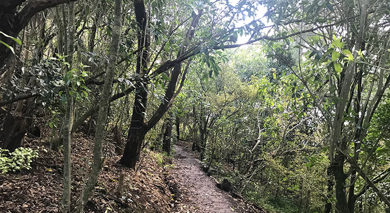 Shepherds Park – Walking track through the trees.