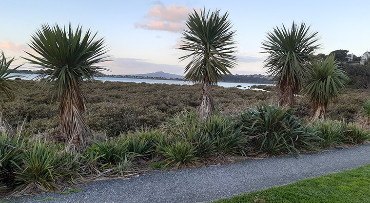 Shore Road Reserve - Looking from a section of the path across Hobson Bay to Rangitoto Island.