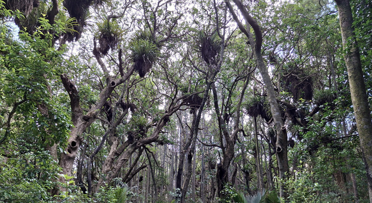 Smiths Bush Scenic Reserve – Pūriri forest.