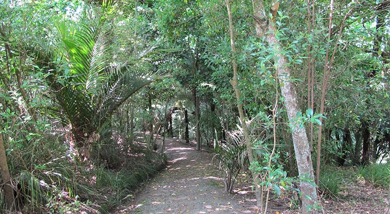 St Johns Bush - A section of the path through the bush.