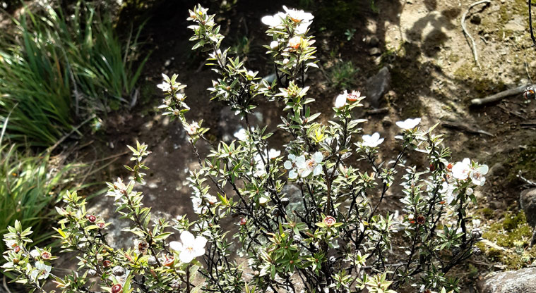 Station Rock Walkway - Flowers along the walkway.