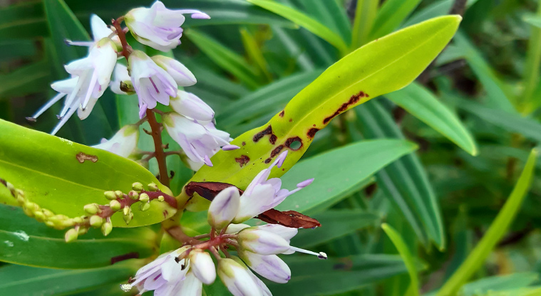 Station Rock Walkway - Flowers along the walkway.