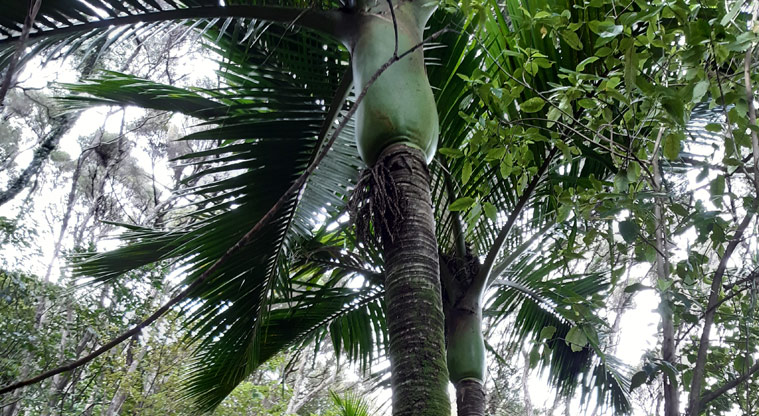 Station Rock Walkway - Nikau Palm along the walkway.