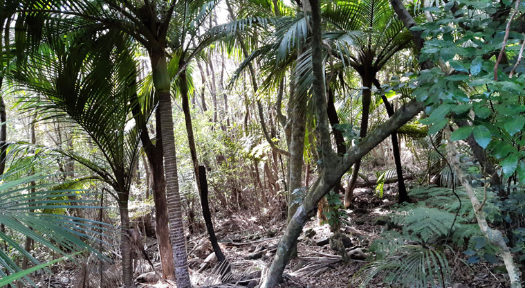 Station Rock Walkway - Area of trees along the walkway.
