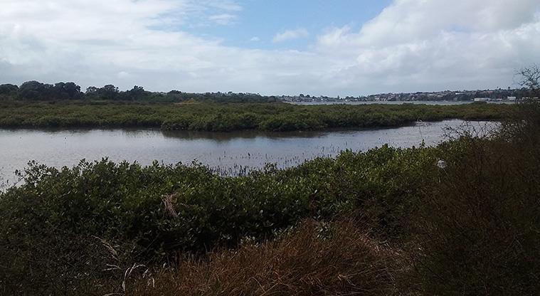Tahuna Torea Nature Reserve - Section of the coastal wetlands.