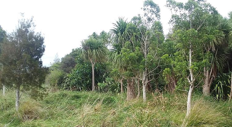 Tahuna Torea Nature Reserve - Section of regenerating bush.