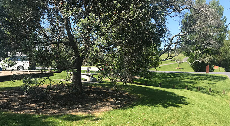 Te Puru Park - Looking through the trees to the road entrance.