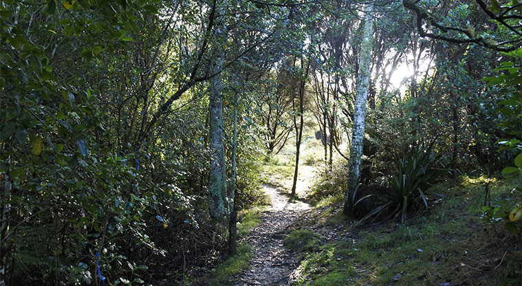Te Toki Reserve - Track through a section of the bush.