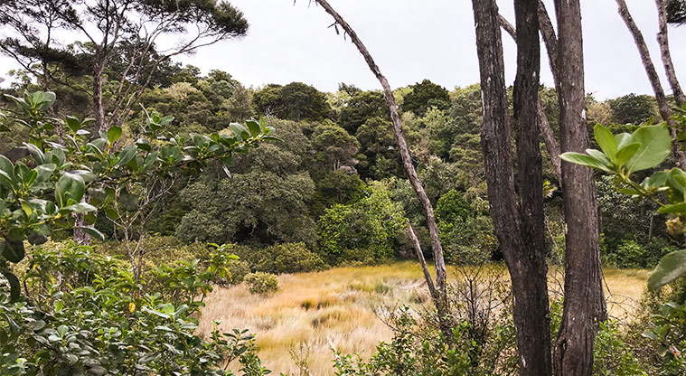 Te Toki Reserve - Area of bush.