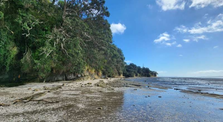 The Sandspit - Beach with trees on one side.