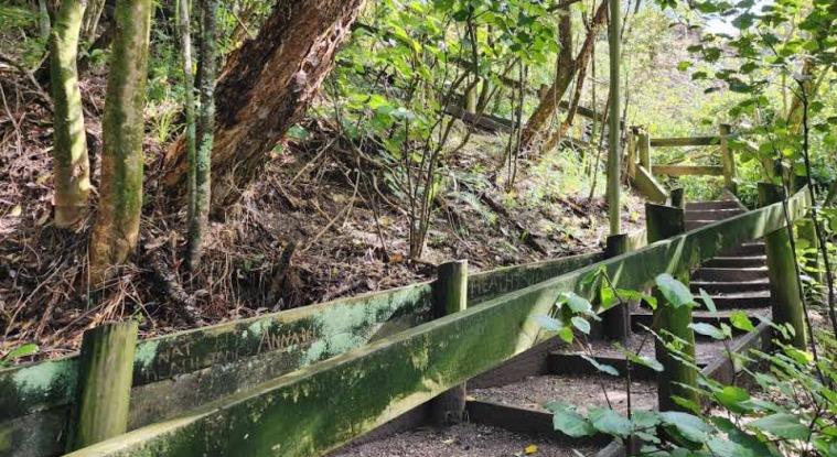 The Sandspit - Stairs with trees on both sides.