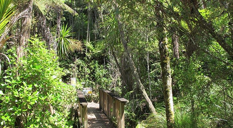 Three Streams Reserve - Bridge near the Dairy Flat Highway car park.