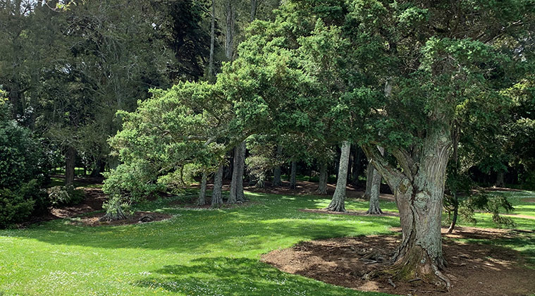 Tōtara Park - Section of the grounds with grassed space and large trees.