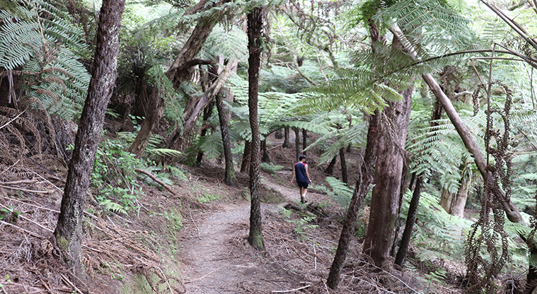 Waitawa Regional Park - Bush section of the Waitawa Kōtare Path.