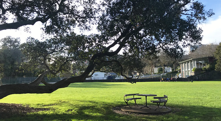 Western Park - Picnic table under a large tree.