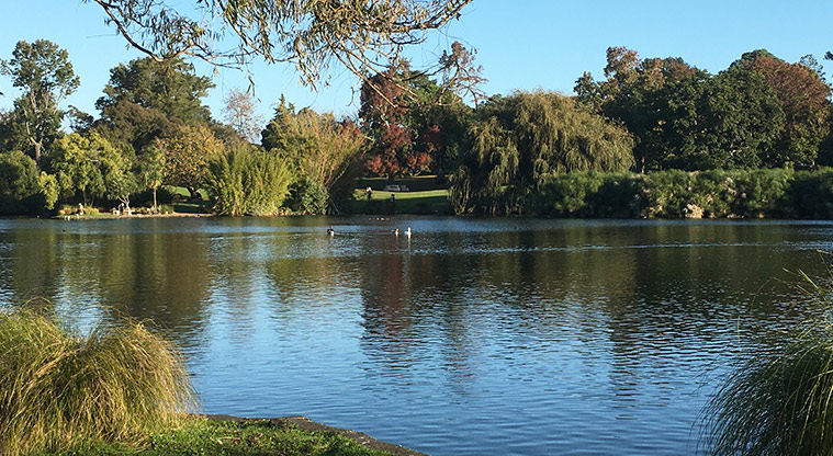 Western Springs Lakeside - Looking across the lake at the ducks and the park on the other side.