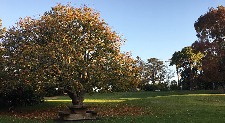 Western Springs Lakeside - Picnic table under a large tree.