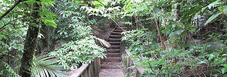 Witheford Scenic Reserve