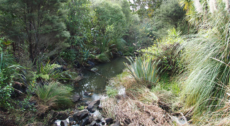 Xena Park - A narrow stream meandering through thick vegetation and over rocks. Photo credit: Tracey Hodder.