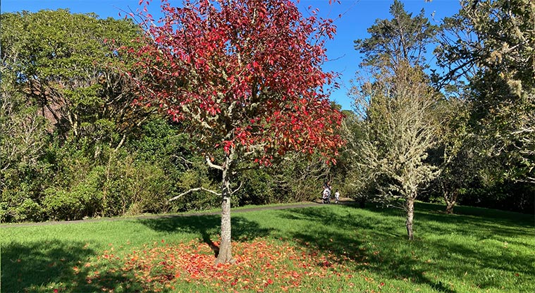 Albany Village Path - Kell Park has a variety of exotic trees that really stand out in autumn and winter.