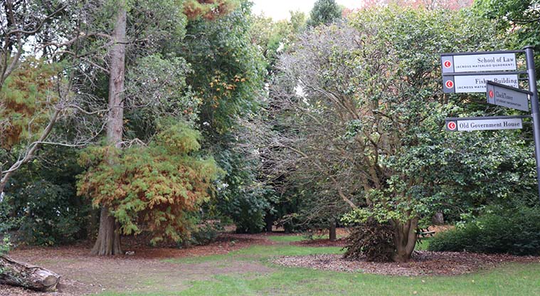 Albert to Myers Urban Ngahere Path – Kauri and Rimu trees. The Rimu was planted by Queen Elizabeth II in 1953.
