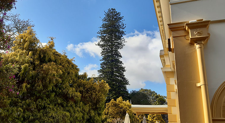Albert to Myers Urban Ngahere Path – Norfolk Pine.