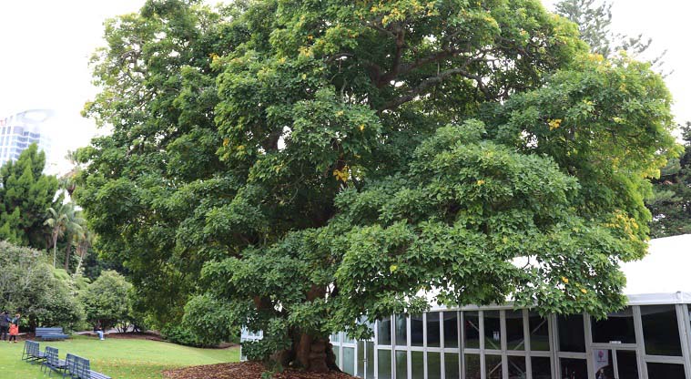 Albert to Myers Urban Ngahere Path – South African Coral tree.