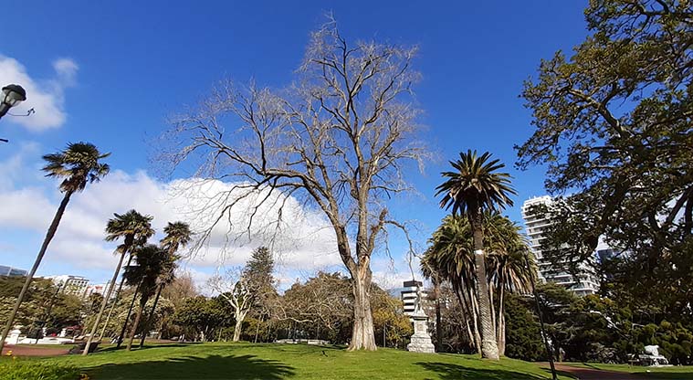 Albert to Myers Urban Ngahere Path – Elm tree in Albert Park.