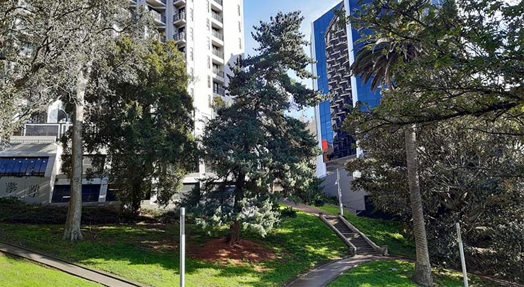 Albert to Myers Urban Ngahere Path – Japanese White Pine in Myers Park.
