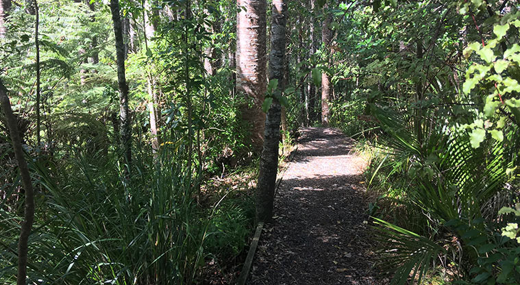 Alice Eaves Bush Path - Walk beside towering kauri trees.
