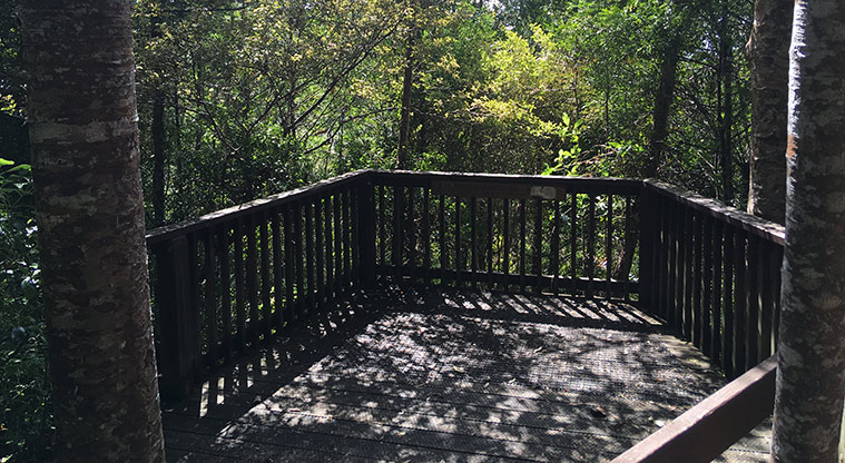 Alice Eaves Bush Path - Kauri lookout platform.