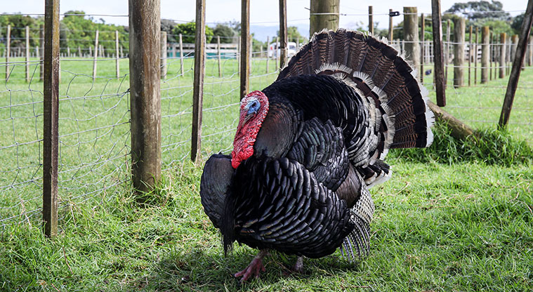 Ambury Farm Path - Resident turkey.