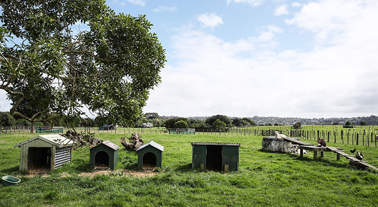 Ambury Farm Path - Homes for the goats.