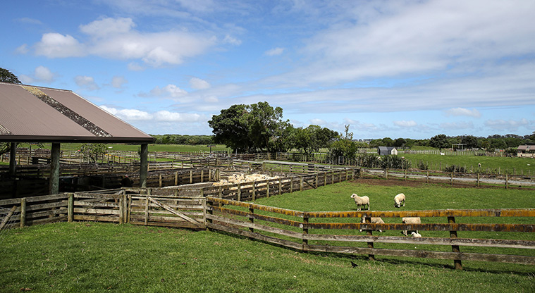 Ambury Farm Path - Stock yards for sheep.