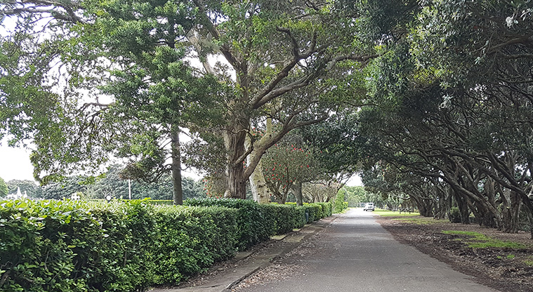 Ambury to Waikaraka Path - Tree lined avenue near Waikaraka Cemetery.