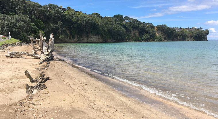 Arkles Bay Path - Driftwood formations on the beach.