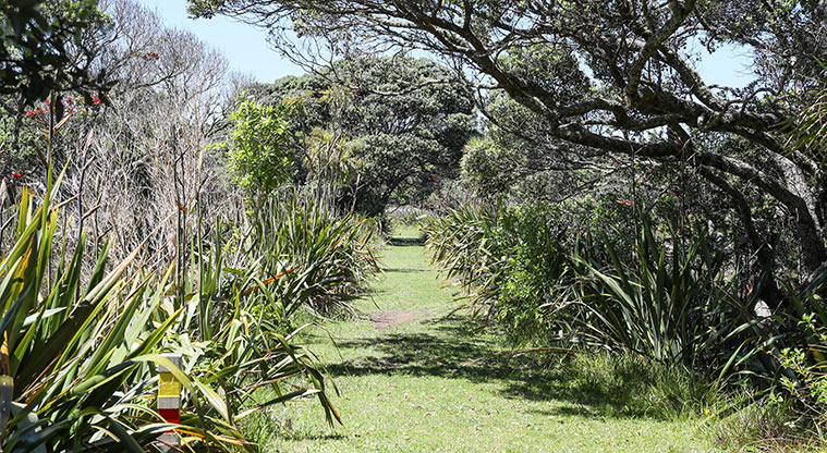 Āwhitu Brook Homestead Path - Alternatively you can avoid part of the beach by following a grass section of path.