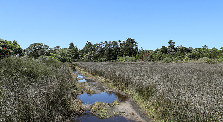 Āwhitu Brook Homestead Path - The path passes a wetland.