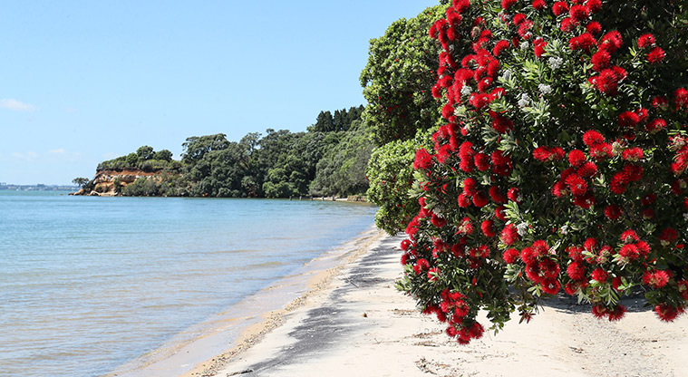 Āwhitu Brook Homestead Path - Idyllic white sand beach best with the tide in.