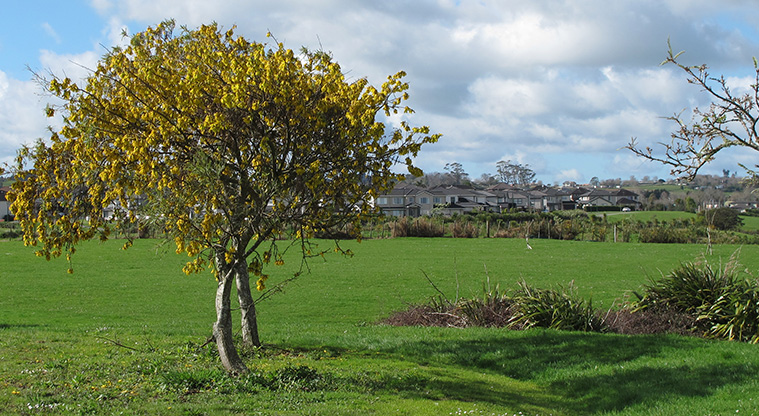 Barry Curtis Path - Kowhai tree in full bloom at Barry Curtis Park.