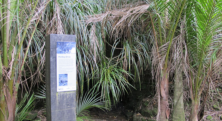 Beveridge to Arataki Track - Monkey Drive Tunnel and interpretation.