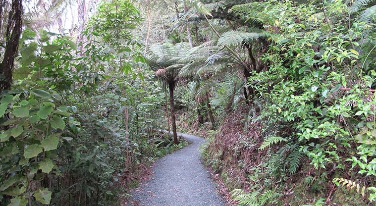 Beveridge to Arataki Track - Typical section of the track.