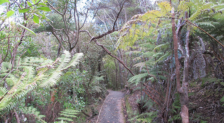 Centennial Park Nature Path - Typical section of the path.