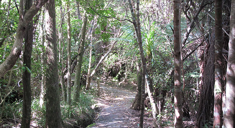 Centennial Park Nature Path - Weave through the regenerating bush.