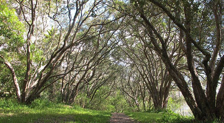 Centennial Park Path