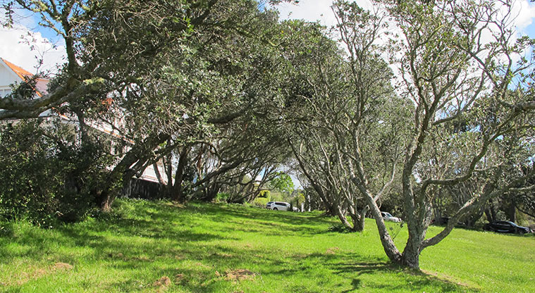 Centennial Park Path - Continue on through grass track to Morton Way